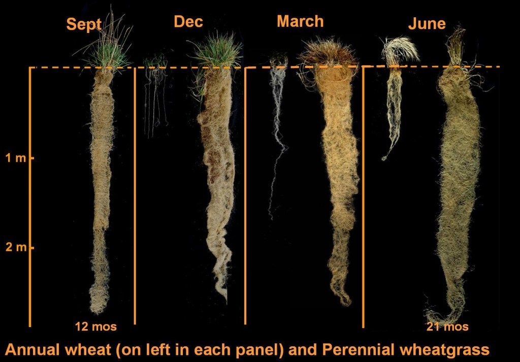 Compare the huge roots of the perennial to the tiny ones of the annual.